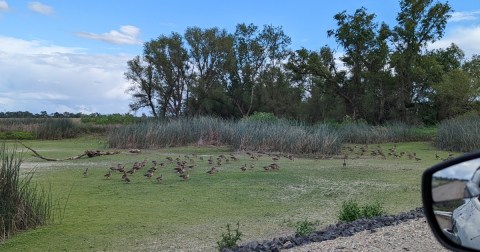 Embark On A Wildlife Adventure At Northern California's Two Auto Tours