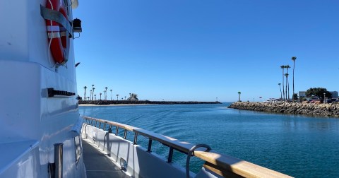 I Spent An Amazing Day On The Water With Dolphins, Gray Whales, And Sea Lions