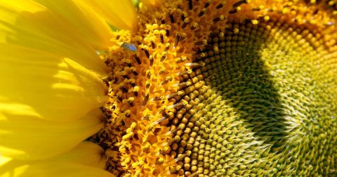Did You Know North Dakota Is Home To The Most Sunflowers In The Nation?