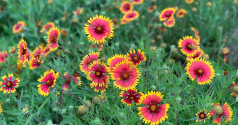 This Easy 2-Mile Trail In Texas Is Covered In Wildflower Blooms In The Springtime