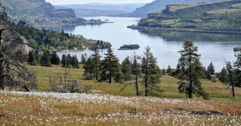 This Washington Outdoors Paradise Is One Of The Best Places To View Wildflowers