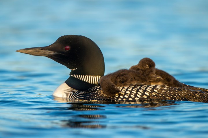 Common Loon landing on lake taken in central MN