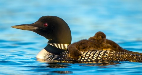 Common Loon adult wtih baby on back taken in central MN