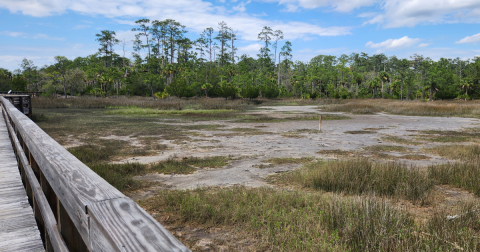 I Visited The Beautiful Marsh At Georgia's Skidaway Island State Park