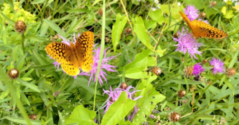 Explore This State Forest In Connecticut That Is Covered In Wildflower Blooms In The Springtime