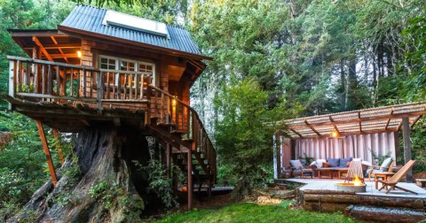 This Northern California Airbnb Was Built On A Massive Tree Stump And Has An Incredible Outdoor Living Space