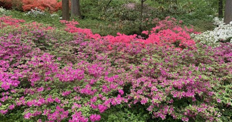 This Easy 1.8-Mile Trail In New York Is Covered In Flower Blooms In The Springtime