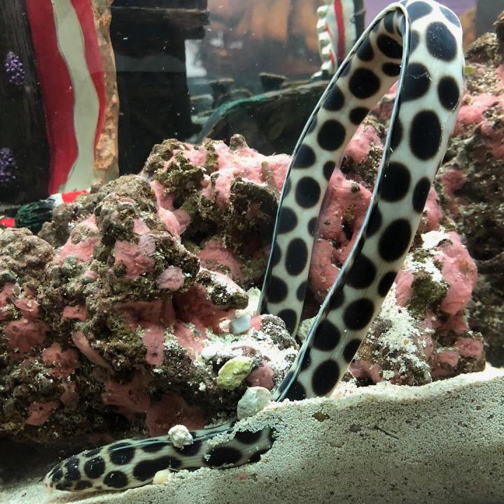 pregnant stingray in north carolina