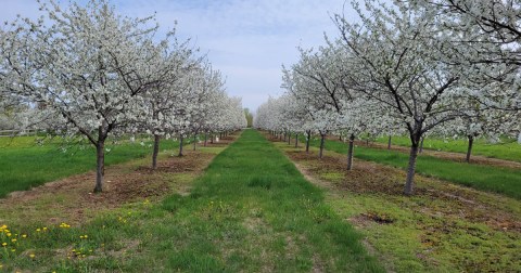 Visit Cherry Blossoms By Carriage On This Unique Tour In Wisconsin