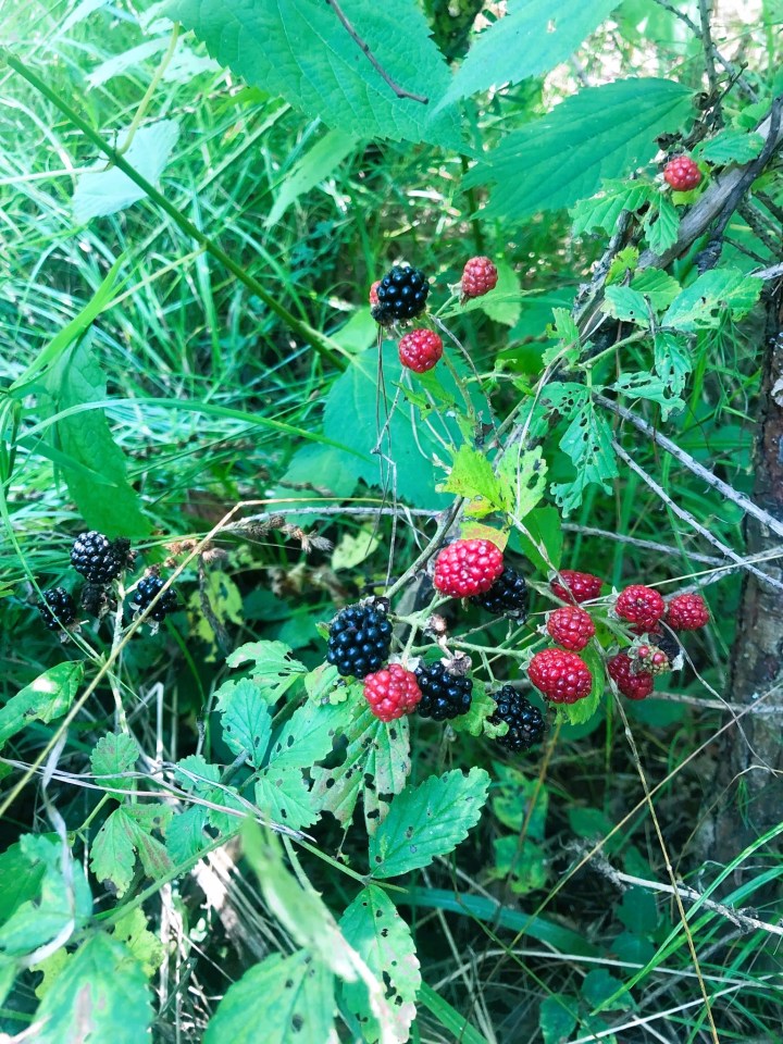 wild hiking trail in Arkansas