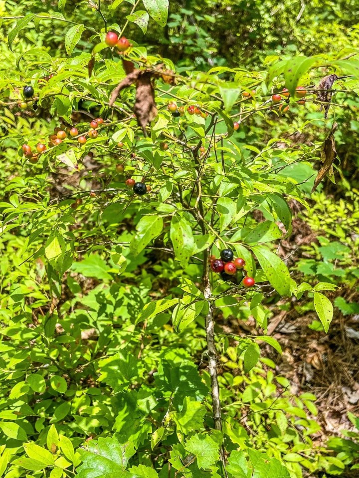 wild hiking trail in Arkansas