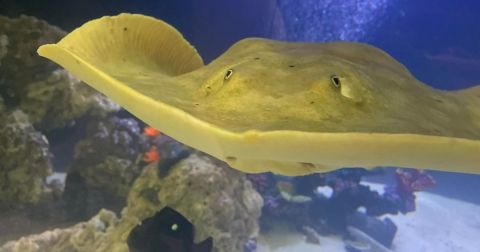 Pregnant Stingray In North Carolina Mountain Aquarium Despite Lack of Male Partner