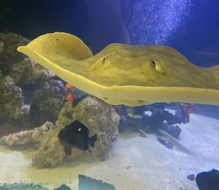 pregnant stingray in north carolina