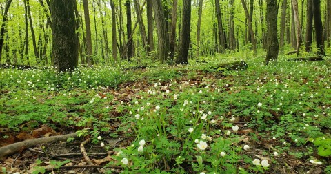 This Easy 2-Mile Trail In Minnesota Is Covered In Wildflowers In The Springtime