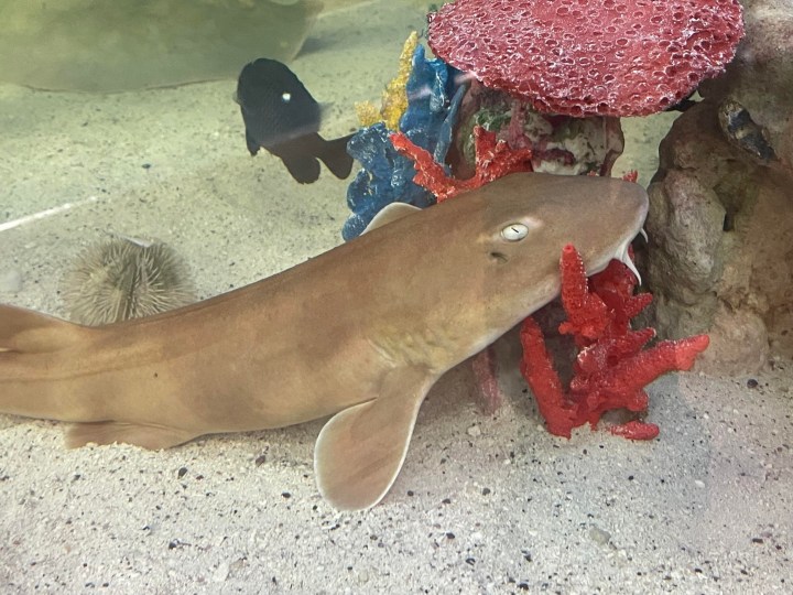 pregnant stingray in north carolina