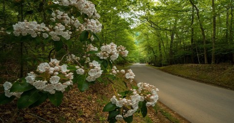 Watoga State Park Turns 90 Years Old This Year And It's The Perfect Spot For A Day Trip