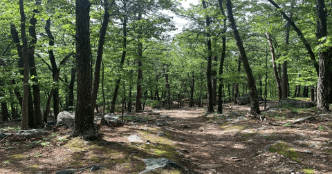 This Easy 5-Mile Trail In West Virginia Is Covered In Wildflower Blooms In The Springtime