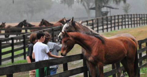 Visit The Heart of Horse History In Florida With Farm Tours of Ocala