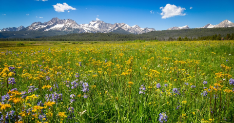 The Incredible Flower Road Trip Through Idaho Is The Ultimate Spring Adventure