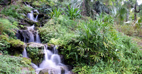 Best Waterfalls in Florida: 12 Local Favorites & Hidden Gems