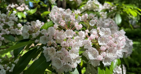 This Easy 1.7-Mile Trail In Maine Is Covered In Wildflower Blooms In The Springtime