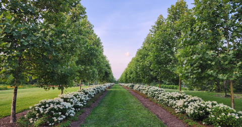 The Incredible Flower Road Trip Through Ohio Is The Ultimate Spring Adventure