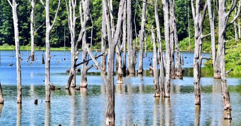 Explore 50,000 Acres Of Trails, Flora, And Fauna At Indiana's Otherworldly Big Oaks National Wildlife Refuge