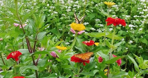 This Easy 2.5-Mile Trail In Kentucky Is Covered In Wildflower Blooms In The Springtime