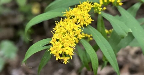 This Easy 5.7-Mile Trail In New Jersey Is Covered In Wildflower Blooms In The Springtime