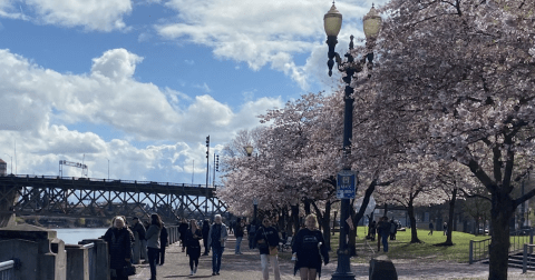 This Easy 2.6-Mile Trail In Oregon Is Covered In Cherry Blossom Blooms In The Springtime