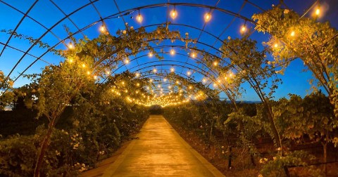 The Whole Family Could Spend An Entire Day Having A Blast At Starfield Vineyards In Northern California