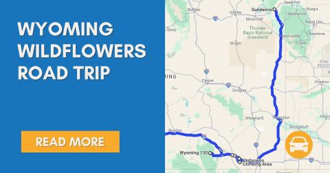 The Incredible Flower Road Trip Through Wyoming Is The Ultimate Spring Adventure