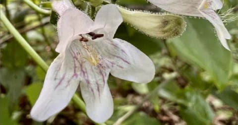 This Easy 1.6-Mile Trail In South Carolina Is Covered In Wildflower Blooms In The Springtime