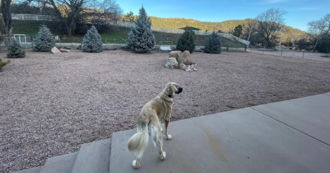 Your Dog Will Be Living Their Best Life At This Pet-Friendly Airbnb In Arizona