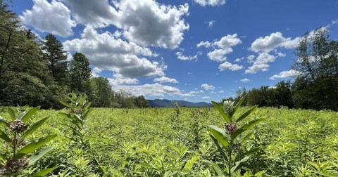 This Moderate 4.5-Mile Trail In Massachusetts Is Covered In Wildflower Blooms In The Springtime