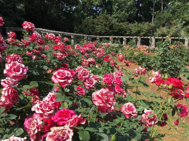 flower road trip in North Carolina