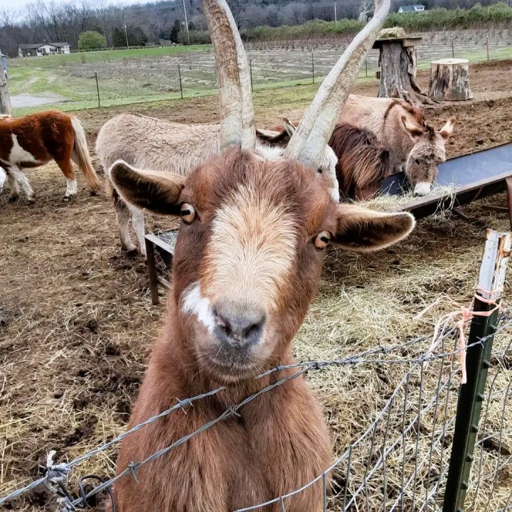 family-friendly farm in Arkansas