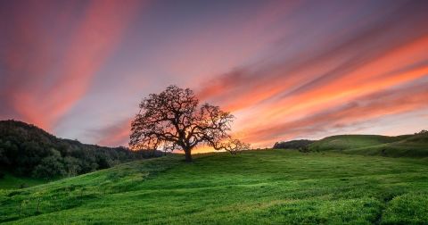 In 2020, Indiana's Governor Holcomb Declared That 1 Million Trees Would Be Planted In 5 Years. We Did It Early.