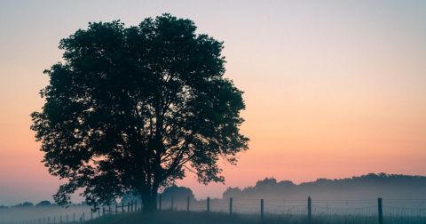 Indiana Partnered With Bob Ross's Estate To Plant Happy Little Trees In Two State Parks