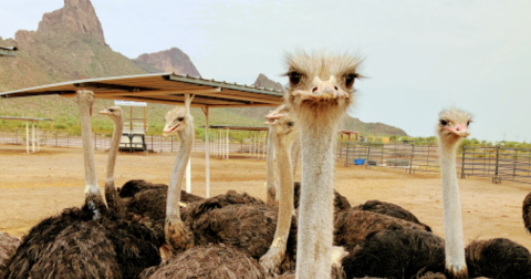 The Entire Family Will Love Visiting This Fantastic Farm In Arizona With A Petting Zoo, Animal Feedings, And Monster Truck Tours